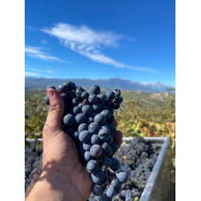 Montepulciano d’Abruzzo: A Vibrant Italian Wine